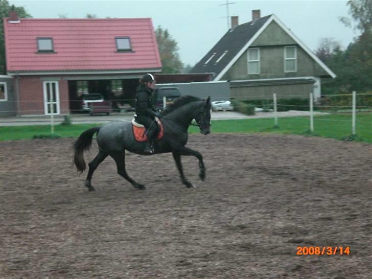 Dansk Varmblod Channmain (SOLGT)  billede 12