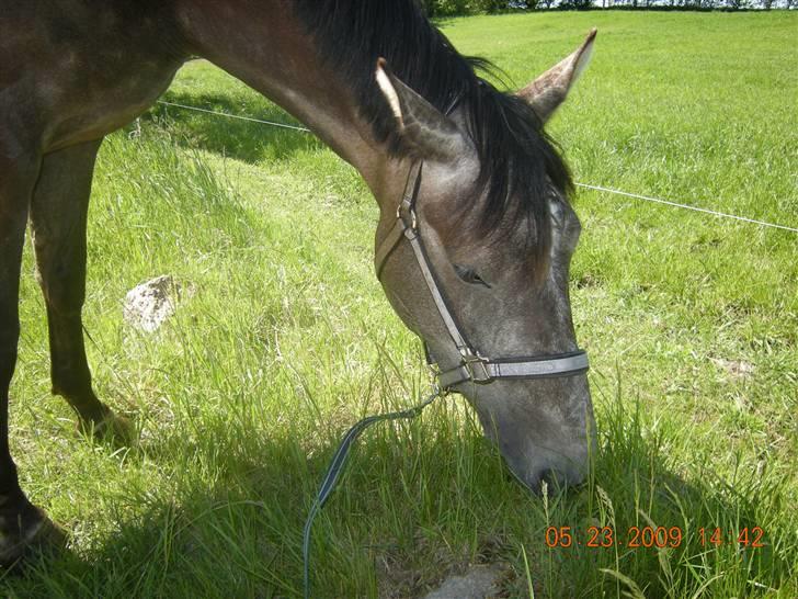 Holstener Indira Von HarknagR.I.P billede 8