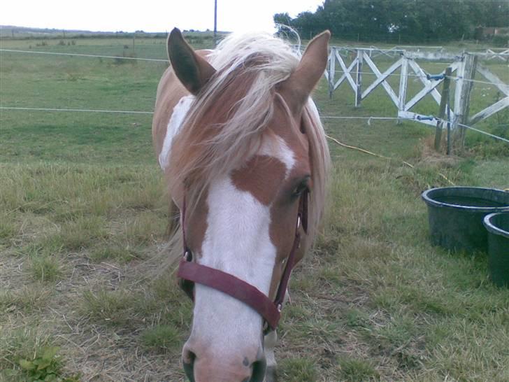 Anden særlig race mickey billede 5