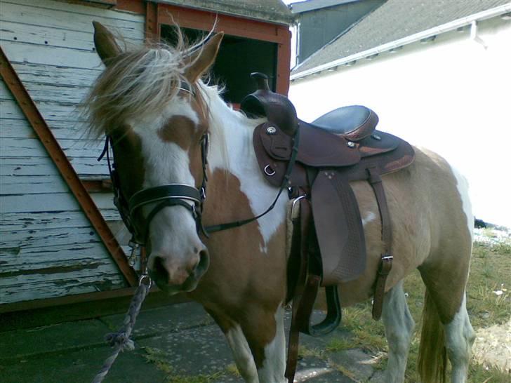 Anden særlig race mickey billede 6