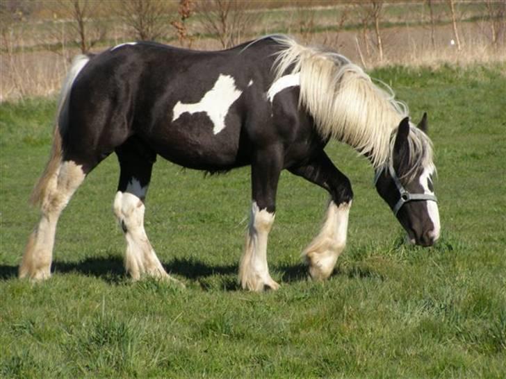 Tinker Guldagers sir Gallahad billede 5