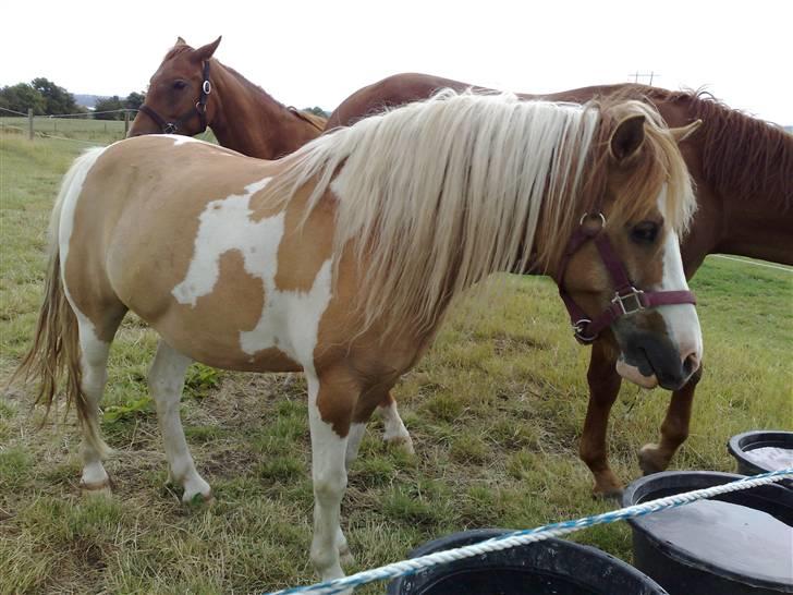 Anden særlig race mickey billede 8