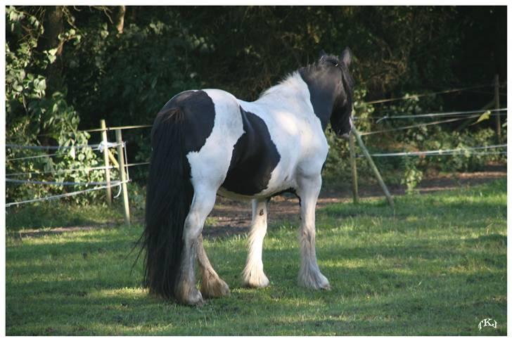 Tinker Guldagers Enya billede 3