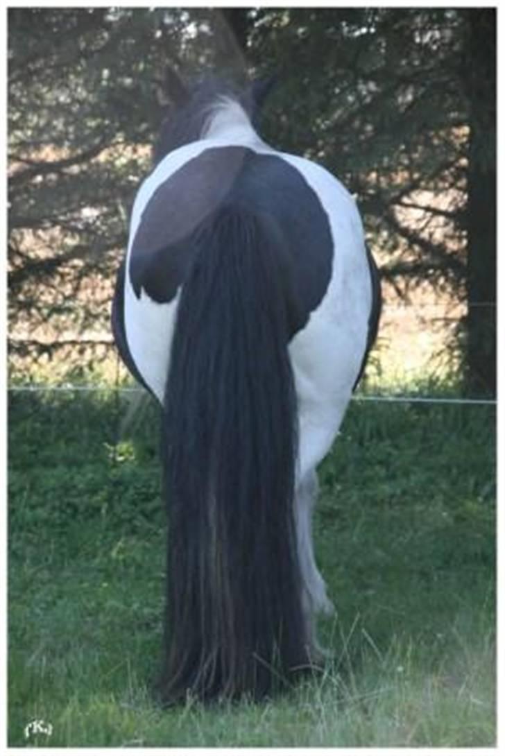 Tinker Guldagers Enya billede 4