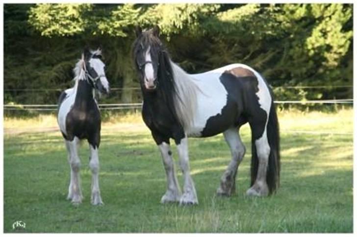 Tinker Guldagers Enya billede 5