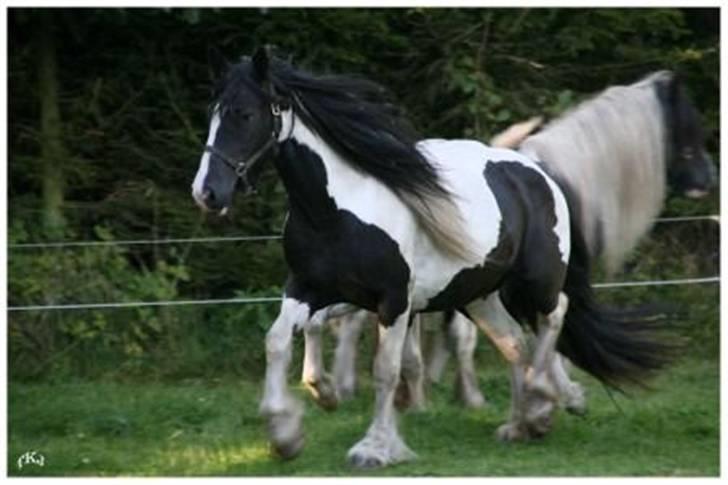 Tinker Guldagers Enya billede 6