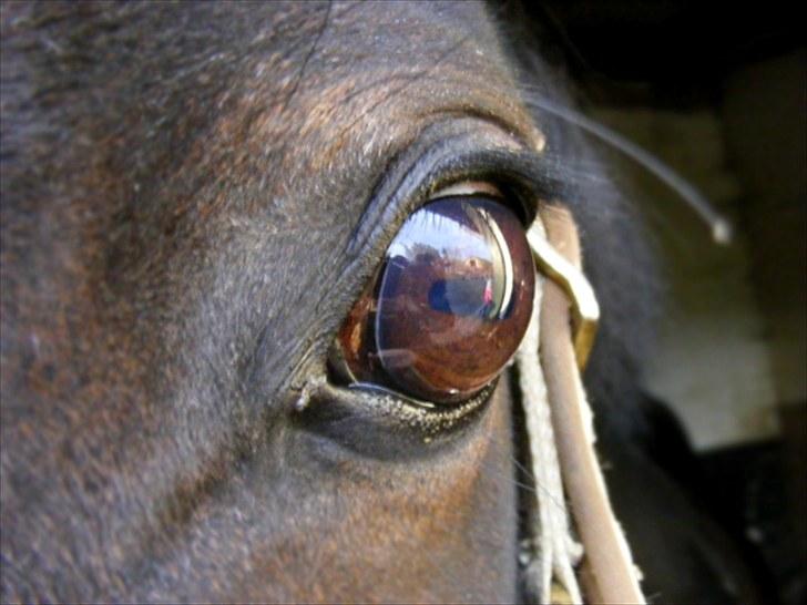 Connemara Sylvia | RIDER IKKE MERE - NYT! 4/10. Sylle´s smukke øje! | Foto: Mig! | MÅ IKKE KOPIERES! billede 17