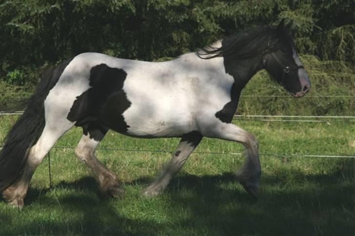 Tinker Guldagers Enya billede 7