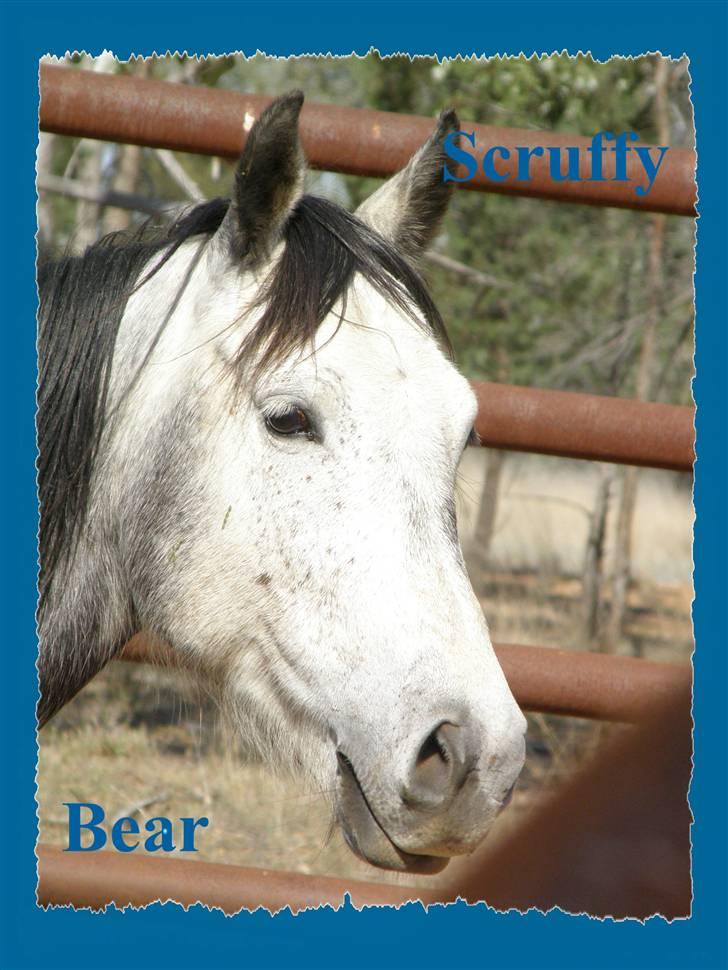 Anden særlig race - Wybelina's Scruffy Bear  - velkommen til Pony´s profil...  billede 1