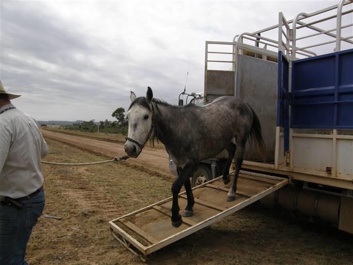 Anden særlig race - Wybelina's Scruffy Bear  - Pony på vej ud af lastbilen for at arbejde for første gang med mig... billede 2