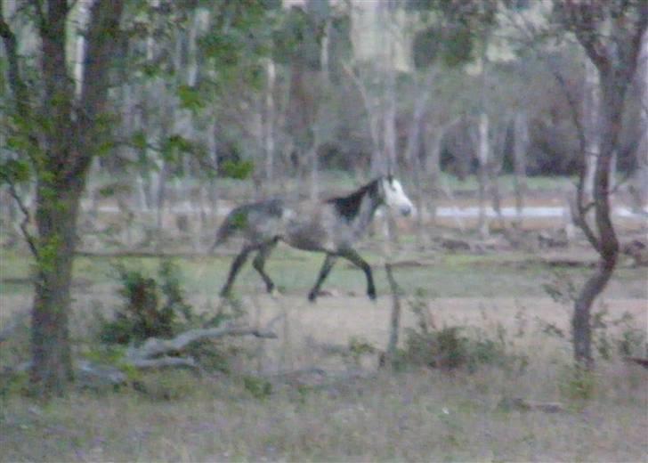 Anden særlig race - Wybelina's Scruffy Bear  - På vej til dammen for at drikke...  billede 3