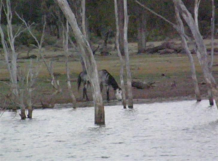 Anden særlig race - Wybelina's Scruffy Bear  - og så drikkes der... billede 4