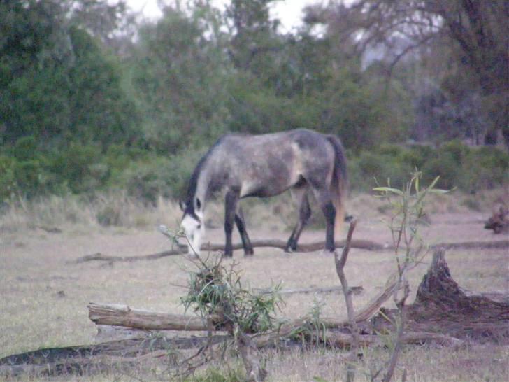 Anden særlig race - Wybelina's Scruffy Bear  - billedet er altsaa ikk uskarpt... kameraet har bare fokuceret paa det forkerte... :/ kik paa traestammen i forgrunden, den er skrap... billede 5