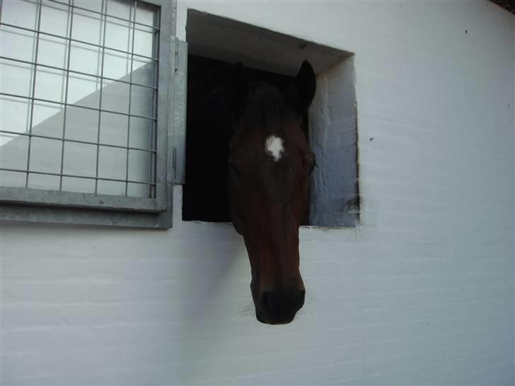 Dansk Varmblod Lock fight (død) - kigger ud af vinduet billede 9
