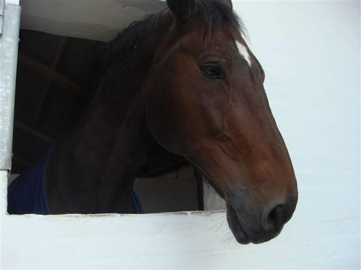 Dansk Varmblod Lock fight (død) - der hjemme billede 10