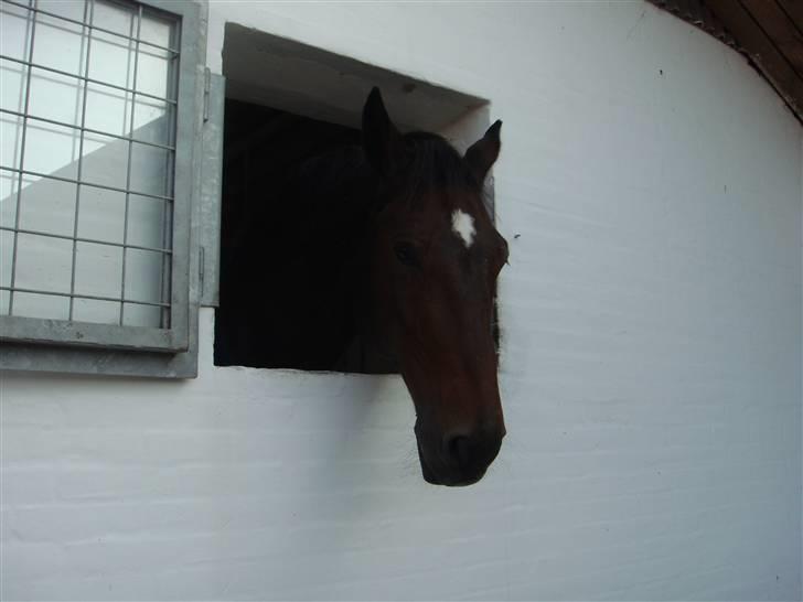 Dansk Varmblod Lock fight (død) - er hjemme billede 11