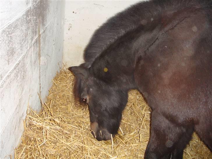 Shetlænder whisky billede 2