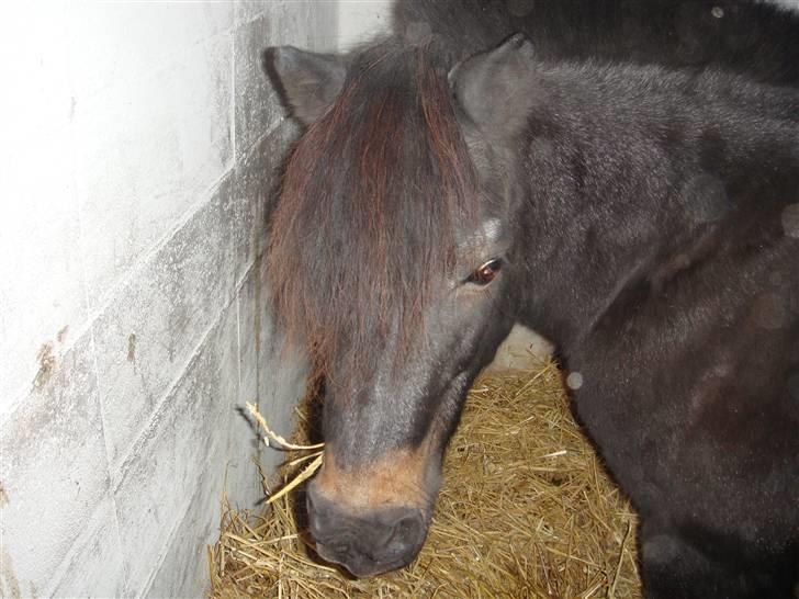 Shetlænder whisky billede 3