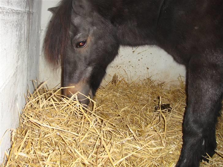 Shetlænder whisky billede 4