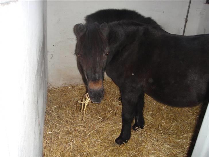 Shetlænder whisky billede 5