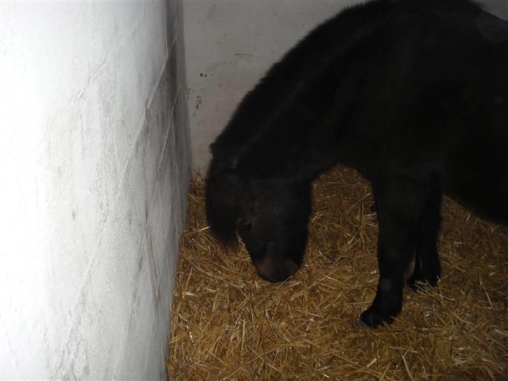 Shetlænder whisky billede 6