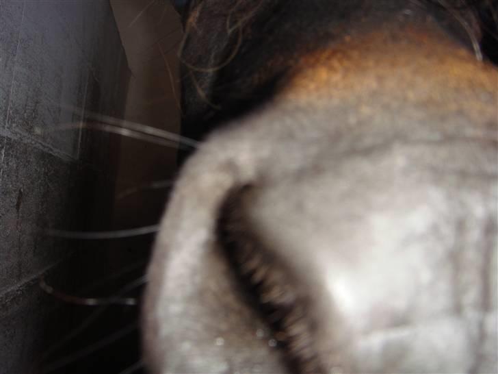 Shetlænder whisky billede 7