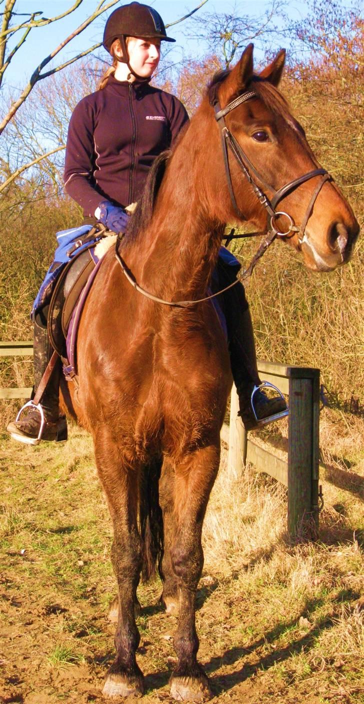 Dansk Varmblod Cleopatra (solgt) - Foto: Anne d. 11. marts 09 billede 8