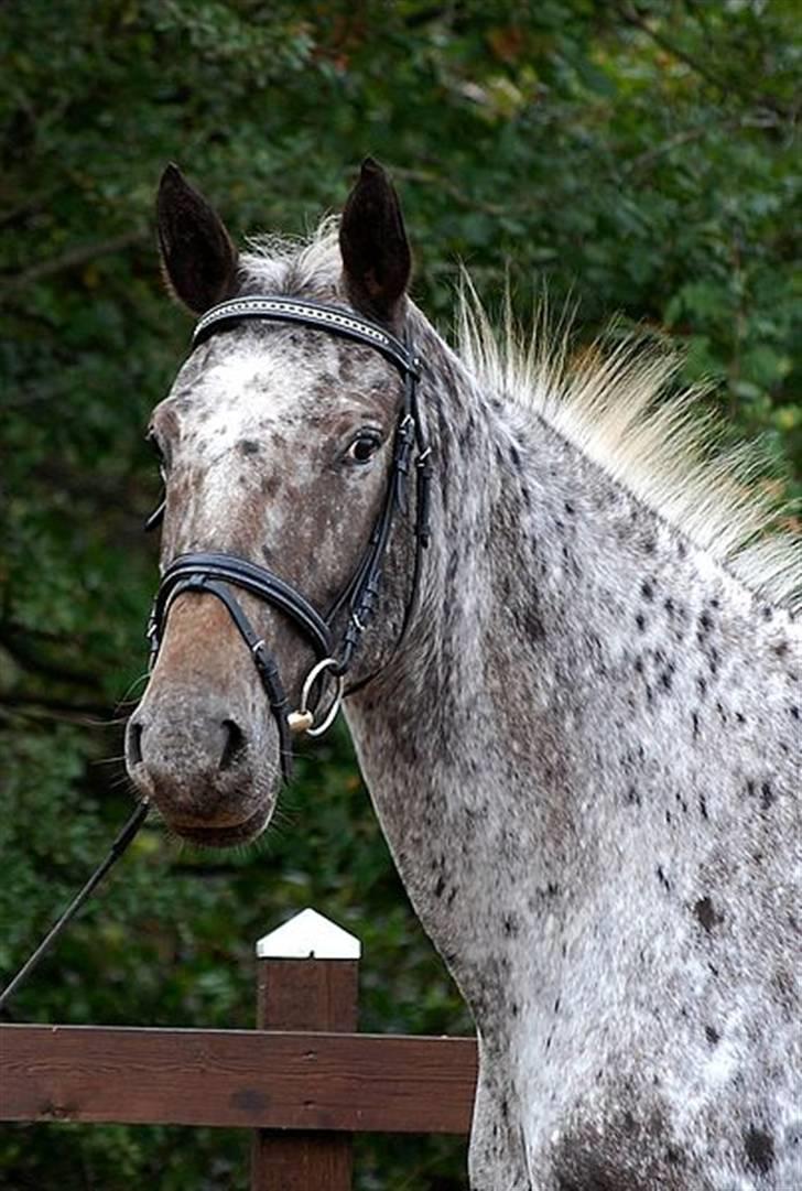 Knabstrupper Loudinna - sanne kolind har taget billedet billede 14