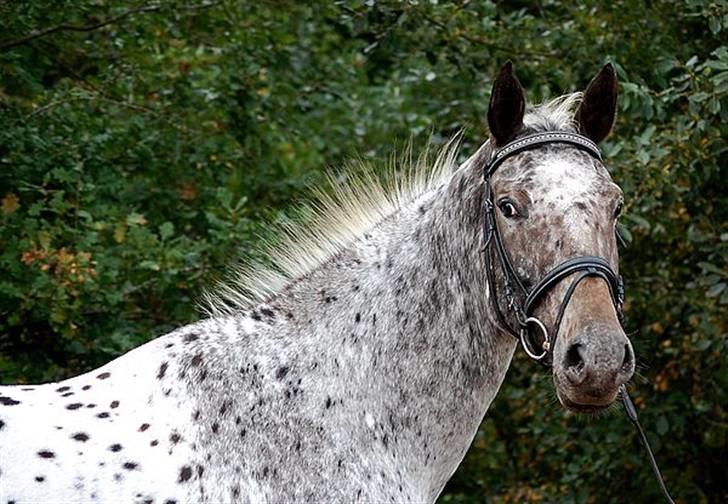 Knabstrupper Loudinna - sanne kolind har taget billedet billede 15