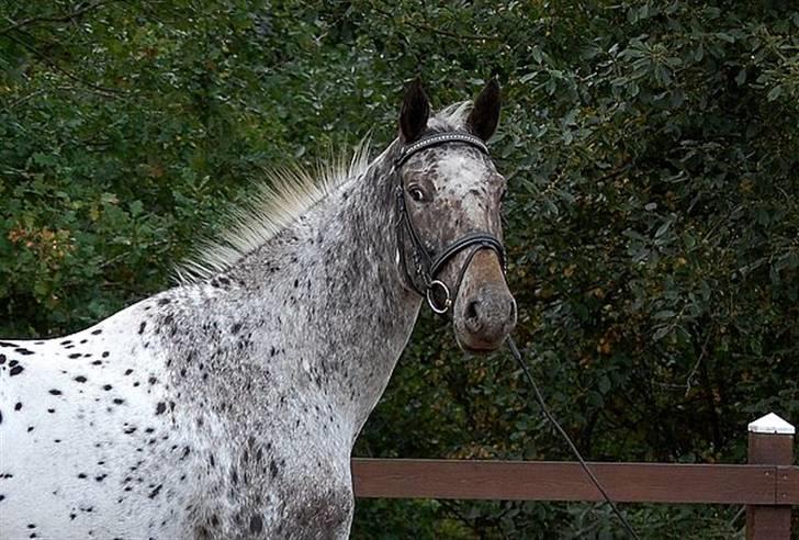 Knabstrupper Loudinna - sanne kolind har tager billedet billede 16