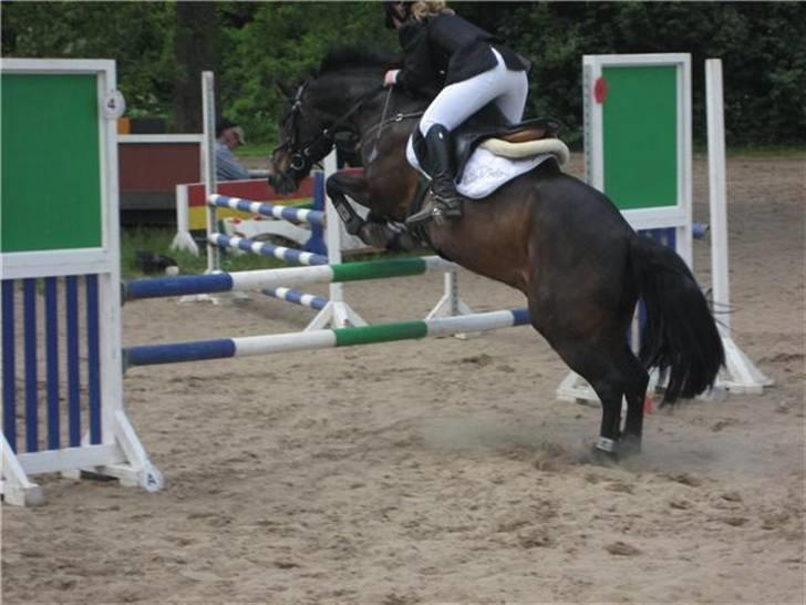 Connemara Bobby Af Boest-Nørregaard - Sidste Stævne på ham 1½ år siden ;(  La billede 5