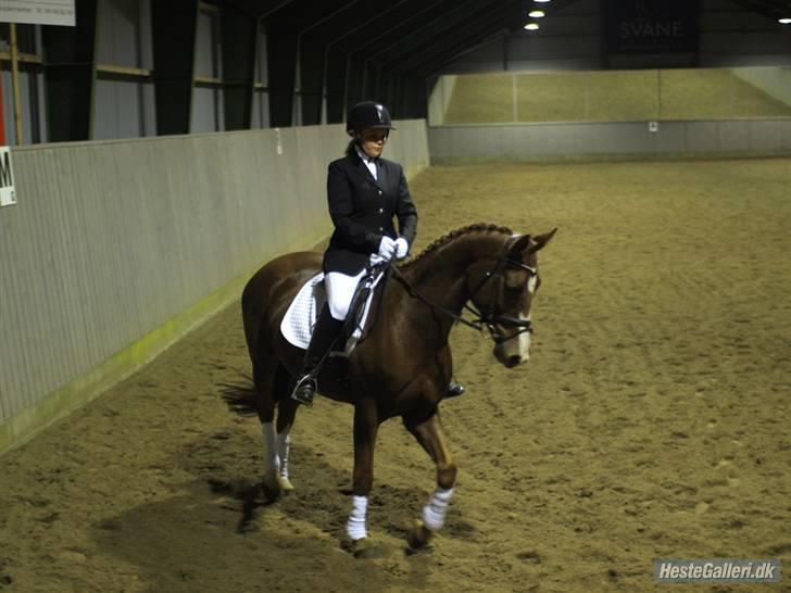 Dansk Varmblod Plusli-Mond (solgt) billede 20