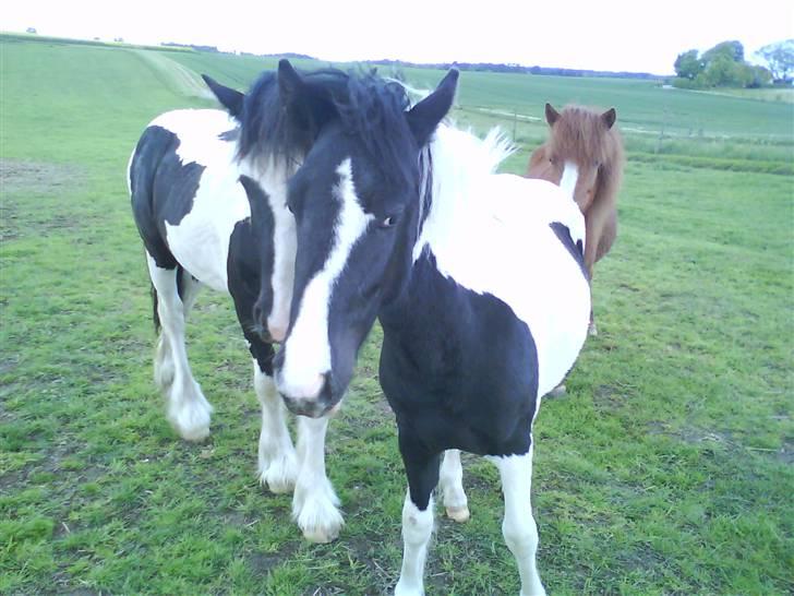 Anden særlig race Cervinagaards Mikja - maikja med sine 2 følgesvende bag sig  billede 14
