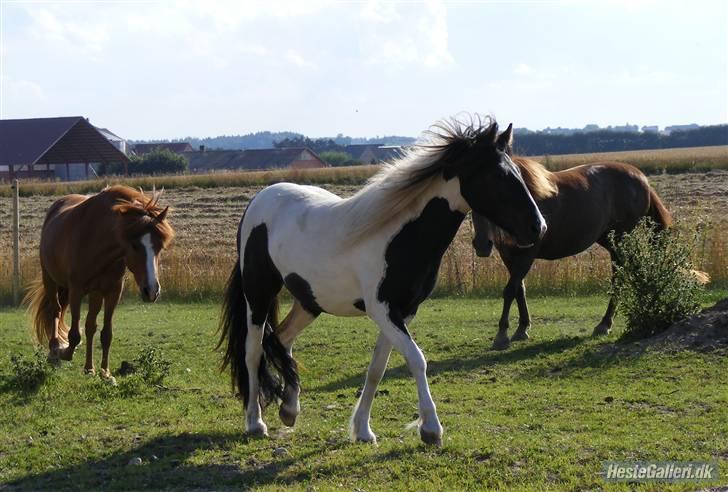 Anden særlig race Cervinagaards Mikja - smukken kommer løbene. fanget at berit =) billede 15