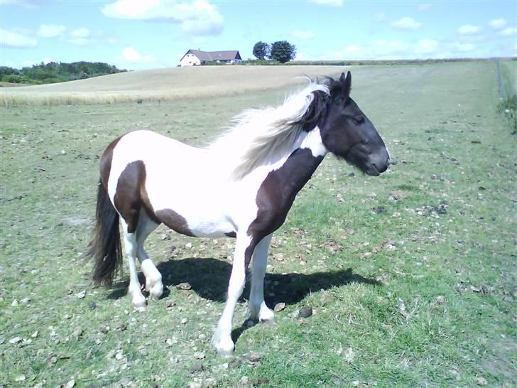 Anden særlig race Cervinagaards Mikja - hehe hun har vidst lige fået øje på hypern ved siden af  =) billede 16