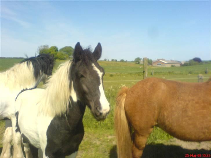 Anden særlig race Cervinagaards Mikja - den lille skøre pony =) billede 18