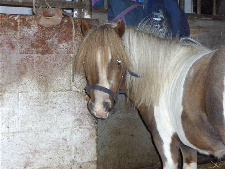 Dansk Miniature Miss April - 04.10.2008 dejligt at være hjemme igem billede 6