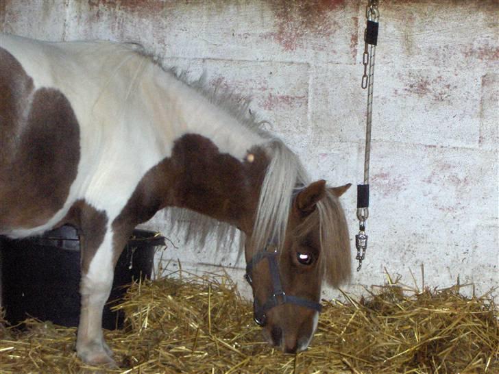 Dansk Miniature Miss April - Hjemme igen billede 7