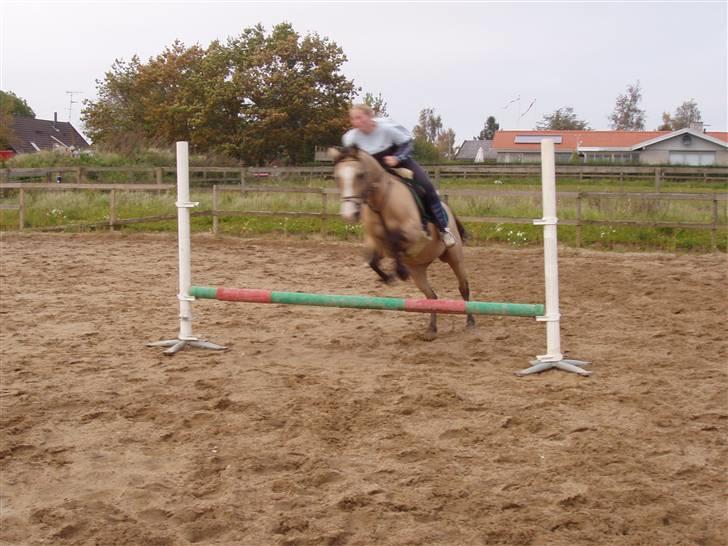 Welsh Cob (sec D) Kimberly <3 - NYT  vi  tog lige et lille spring. inden vi stoppede. så det er ik så højt hehe billede 20