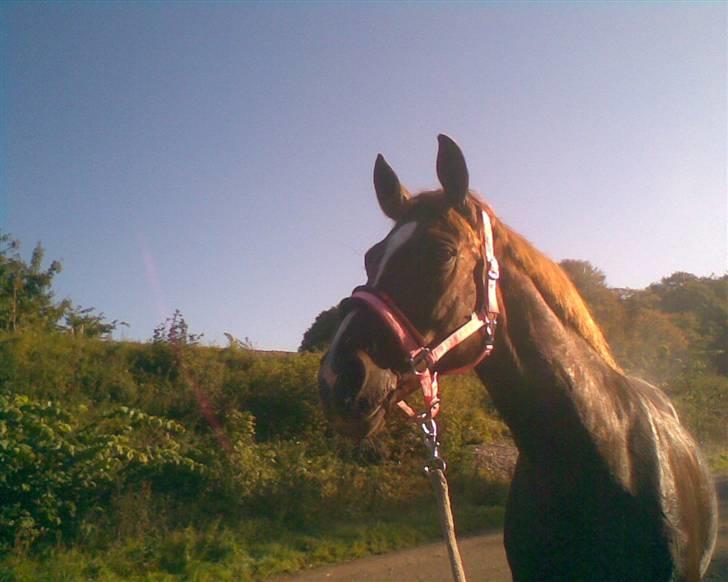 Hannoveraner Heslegårds Lullu - lullu der hjemme billede 9