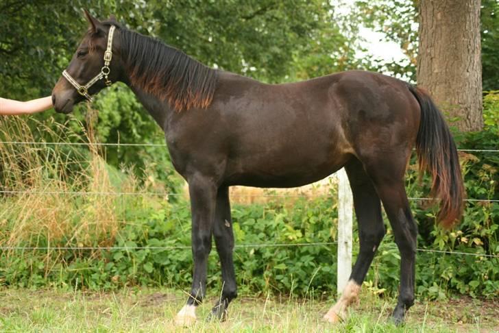 Oldenborg Adell af Vodagergård - Opstillingsbillede fra August 2009 billede 8