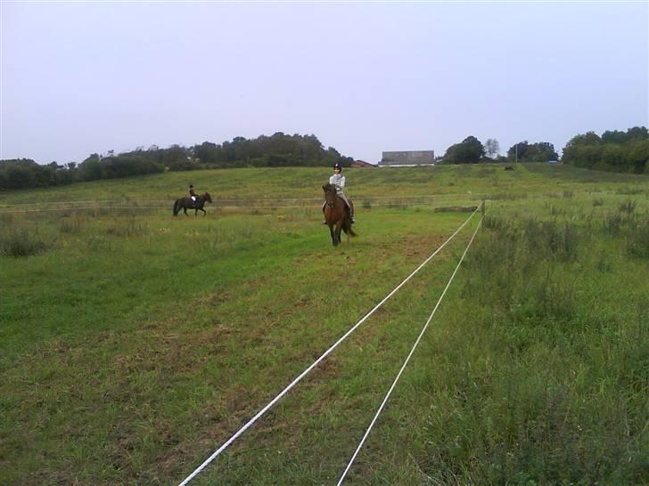 Islænder fluga - der ude hvor hun stod!?<3 billede 12