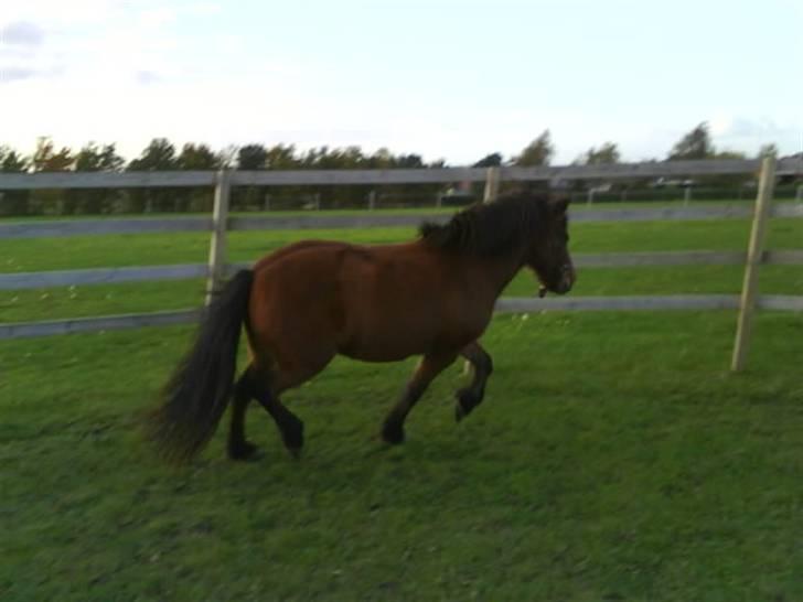 Islænder fluga - dejlige hest!!<3<3 billede 13