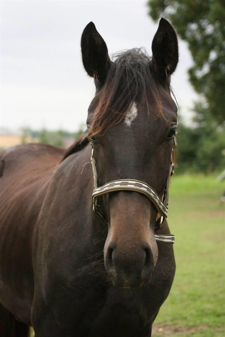 Oldenborg Adell af Vodagergård - Portrætbillede, august 2009 billede 10