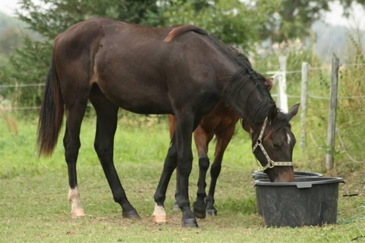 Oldenborg Adell af Vodagergård - Adell på sommergræs, august 2009 billede 13