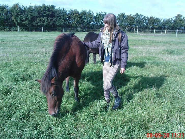 Islænder fluga - smukke hest!??<3<3!!! billede 15