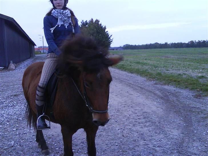 Islænder fluga - sød ikk hehe!!;) billede 16