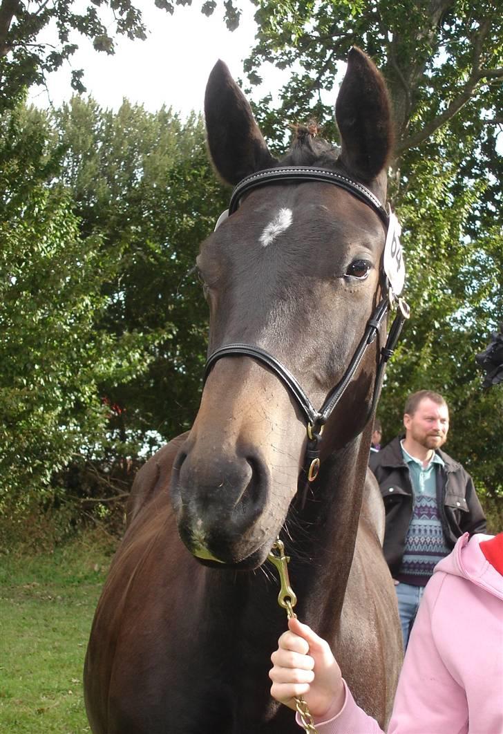 Oldenborg Adell af Vodagergård - Adell til Gørlev Føl- og Plagskue 2009 billede 15