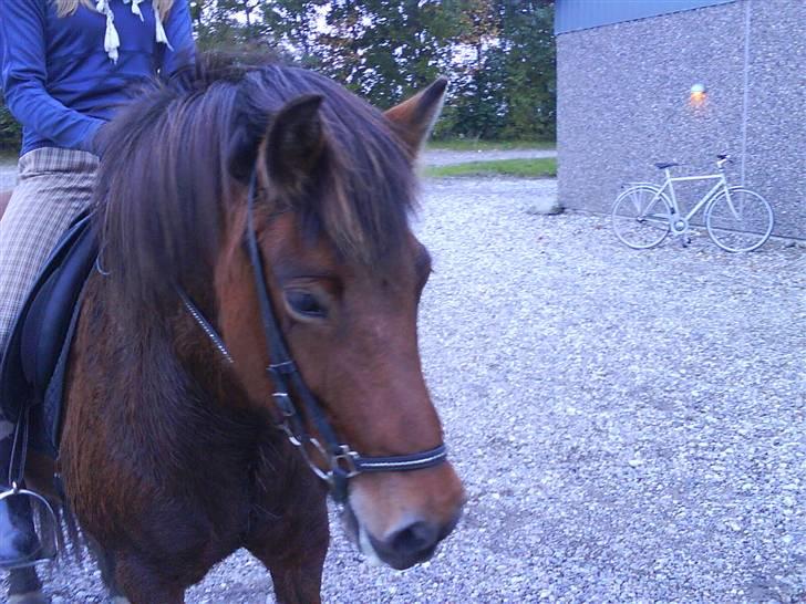 Islænder fluga - såe fiin!! hehe<3<3 billede 17