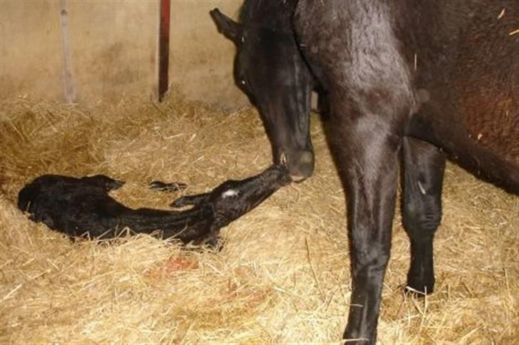 Oldenborg Adell af Vodagergård - Her er hun næsten så ny, som hun kan være :-) billede 16